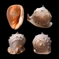 Grote helmslak (Cassis cornuta) 1-2015 1611